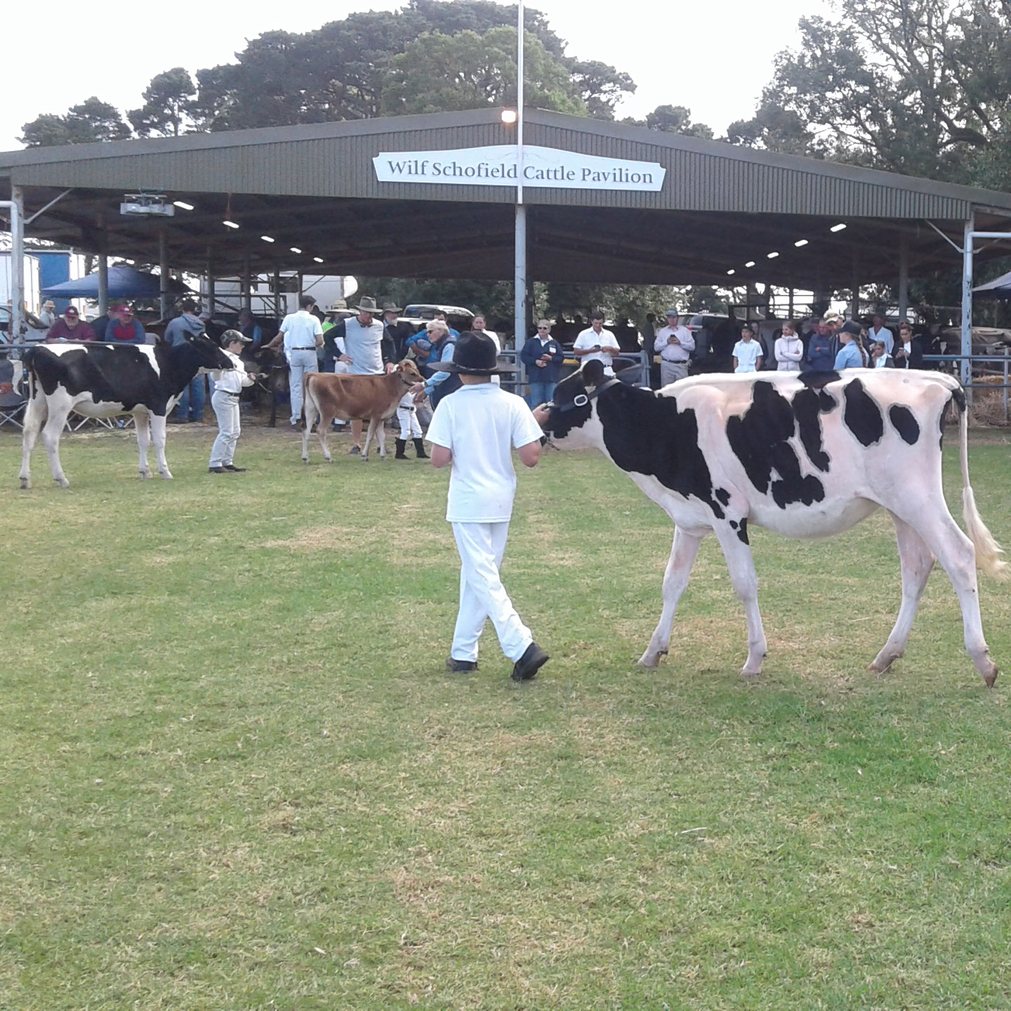 Diary Cattle junior competition