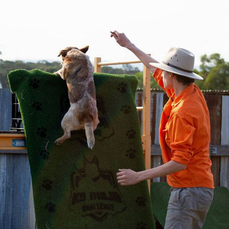 Rufftracks Dog High Jump demonstration