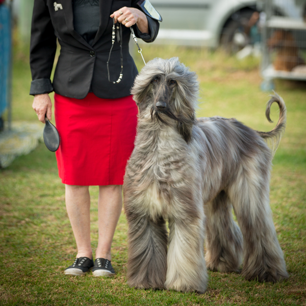 Robertson Show Dog competition