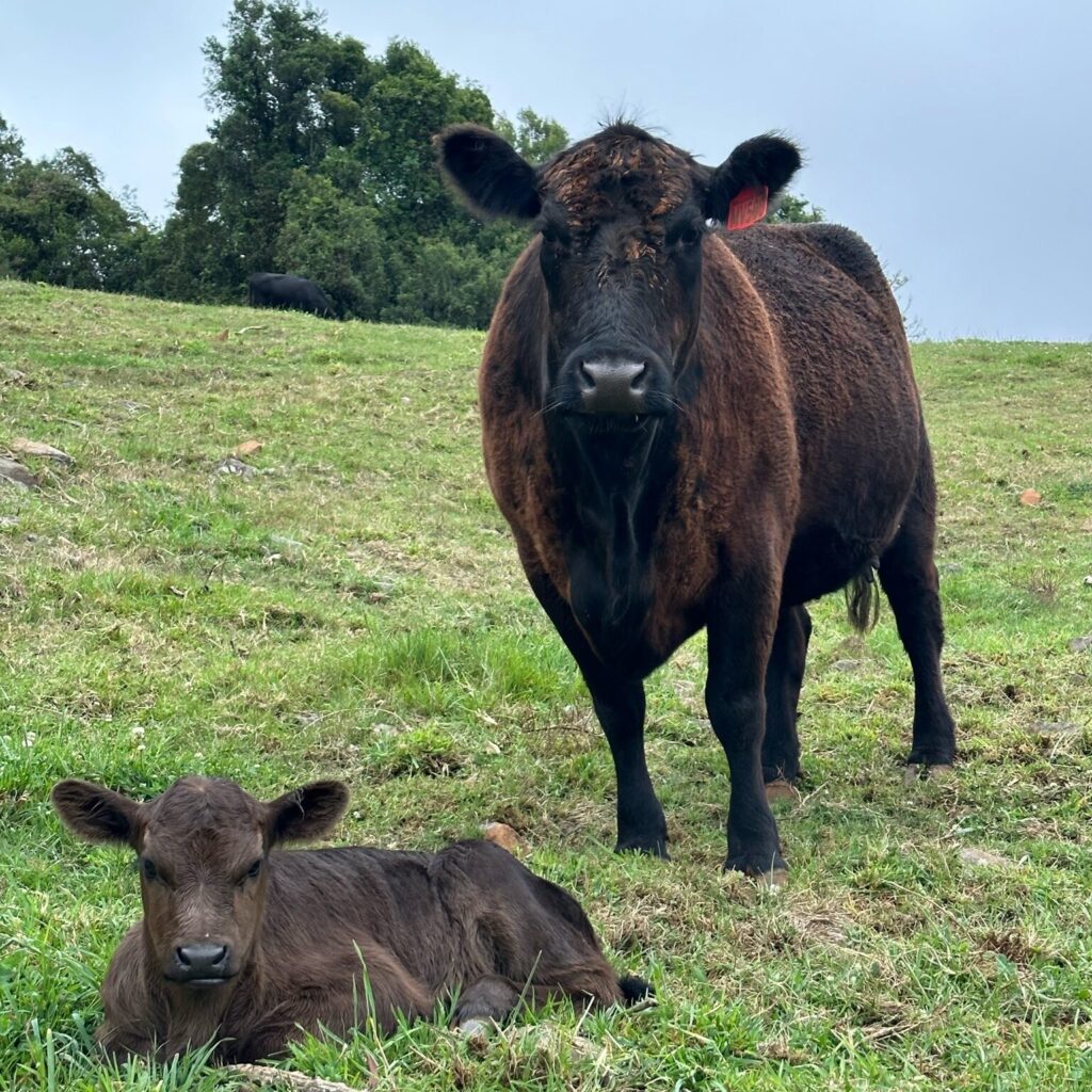 Beef Cattle