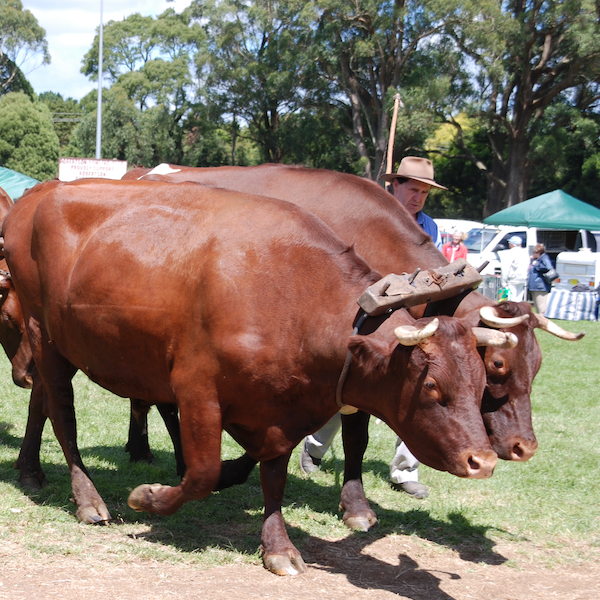 BULLOCKS